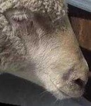 image of animal