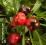 image of fruit_and_vegetable