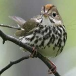 image of bird