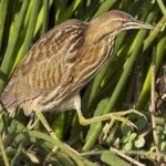 image of american_bittern #19