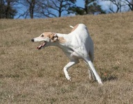 image of whippet