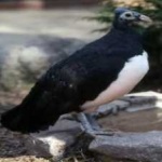 image of bird
