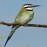 image of white_throated_bee_eater #28