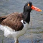image of bird