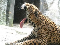 image of jaguar_car