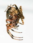 image of barn_spider
