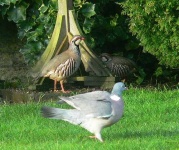 image of partridge