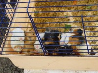 image of guinea_pig