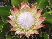 image of flower