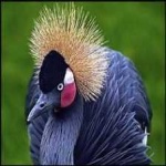image of bird