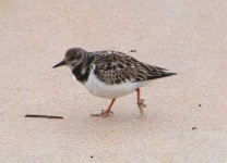 image of ruddy_turnstone