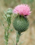 image of spear_thistle #22