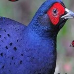 image of bird