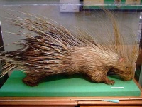 image of porcupine