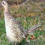 image of bird