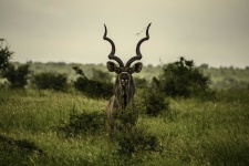 image of animal