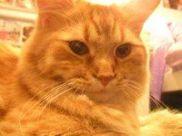 image of animal