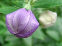 image of balloon_flower #3