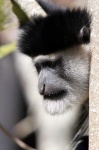 image of colobus #18