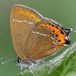 image of hairstreak #15