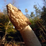 image of stinkhorn