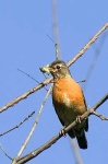 image of robin