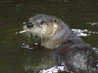 image of otter