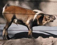 image of ibex