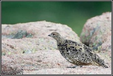 image of ptarmigan