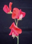 image of flower