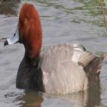 image of bird