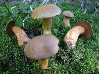 image of suillus #21