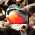 image of bird