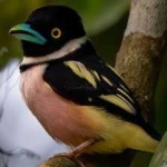 image of bird