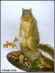 image of fox_squirrel
