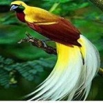 image of bird