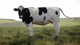 image of animal