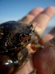 image of rock_crab