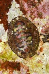 image of chiton