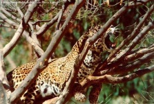 image of jaguar_car
