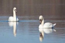 image of swan