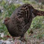 image of bird