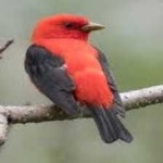 image of bird