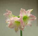 image of flower