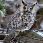 image of bird