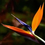 image of bird_of_paradise_flower #24