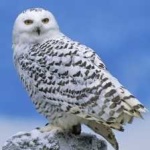 image of bird