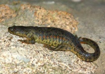 image of european_fire_salamander