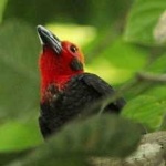 image of bird