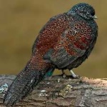 image of bird